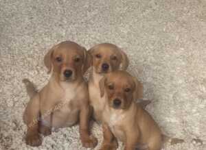 Red/yellow labrador puppiew