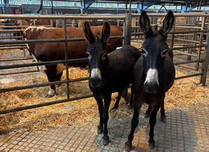 2 jennys possibly in foal