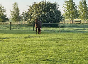 Retirement Livery