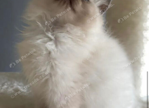 Stunning blue mitted girl available