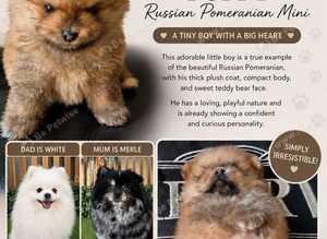 Teddy bear tiny pomeranian boy