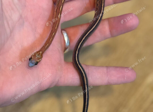 Baby corn snakes