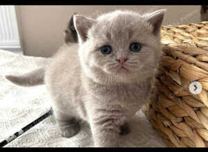 ready to leave GCCF Lilac kittens