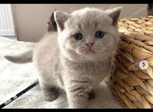ready to leave GCCF Lilac kittens