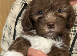 Shi poo puppies for sale
