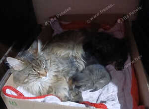 Maine Coon Kittens For Sale Ready Now