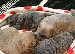 Chow chow puppies ready in 4 week
