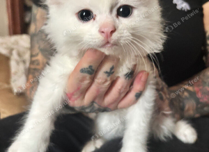 4 long haired white kittens