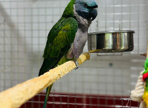 Derbyan parrot