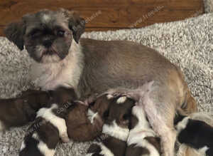 Shih tzu puppy&rsquo;s