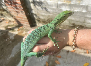 Varanus Prasinus PAIR (Emerald/Green Tree monitors)