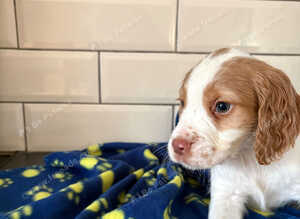 Strong litter of KC Registered Cocker Spaniel pups, ready NOW for their next chapter.