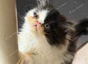 Pedigree Persian Kitten READY NOW