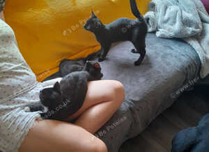2 Black boy's Very evenly marked Black white girl Kittens