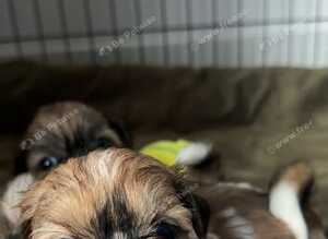 Beautiful Shih Tzu Girls Looking for Their Forever Homes