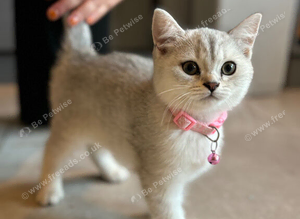 Stunning British Shorthair Kittens