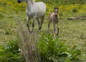 Dun Connemara filly