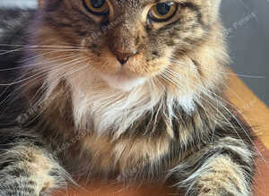Maine coon