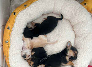 Chihuahua x jack russell 3 Black and Tan girls available