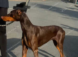 Doberman female