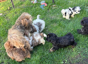 Beautiful Shih tzu puppies