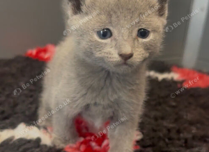 Pure Russian Blue kittens looking new home