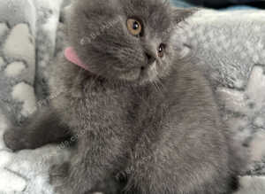 Stunning Blue Girl Purebred BSH