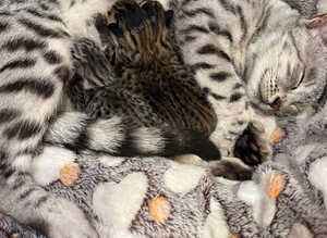 Bengal kittens