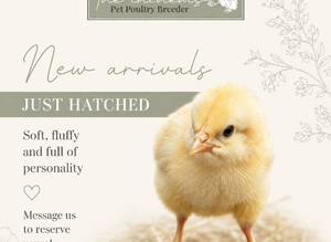 Day old chicks