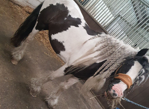Gypsy cob