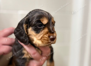 Beautiful littler of pups
