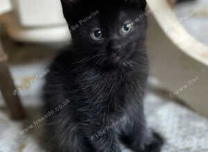 3x Beautiful smooth black kittens