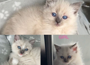 Ragdoll kitten full pedigree