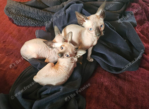 Sphynx kitten
