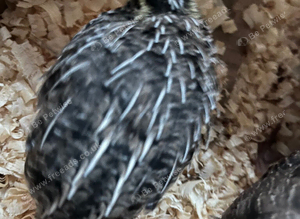 Baby quails
