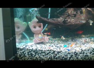 Guppies