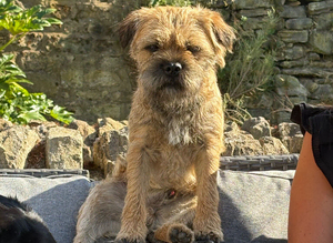 KC Registered Border Terrier for stud. KC name Pebbledyke Pointing