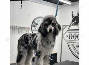 Miniature merl poodle boy