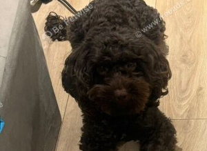 Cockapoo for stud