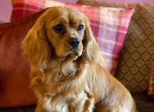KC CAVALIER KING CHARLES SPANIEL STUD