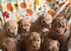 F2B home reared Cavapoo puppies