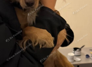 Cocker spaniel