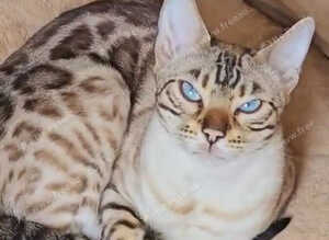 Snow Leopard Bengal Female
