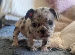 French bulldog puppies