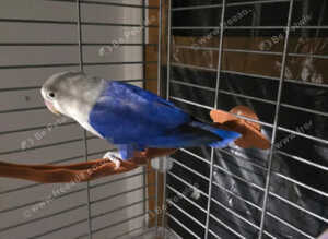 Lovebirds