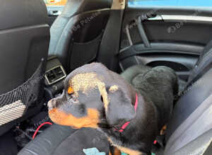 Rottweiler puppies