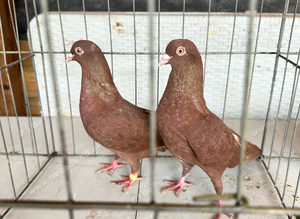 Pigeons for sale