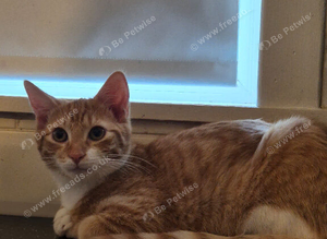 Gorgeous tigger