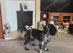 9 months old cocker spaniel