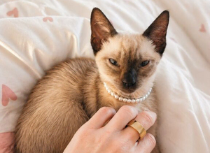 Looking for a stud Siamese